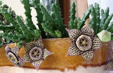 stapelia "pepito" - smrdutka