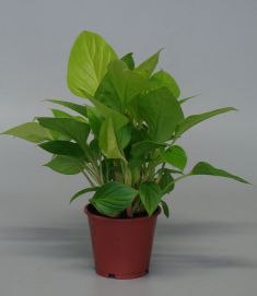 homalomena rubescens "maggy"