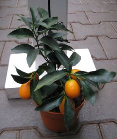 citrus fortunella kumquat