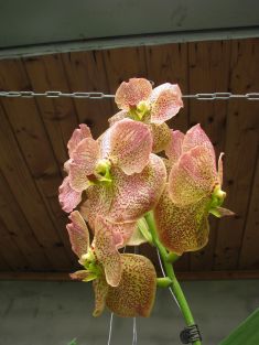 vanda hybrid ochre