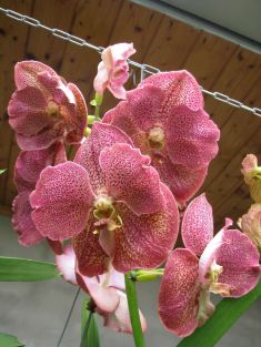 vanda hybrid magenta