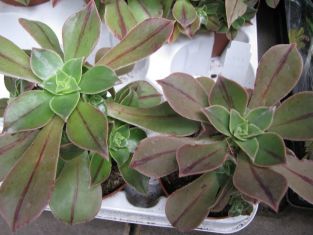 Aeonium leucoblepharum