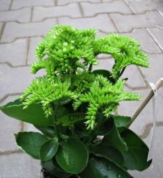kalanchoe "favor croco"