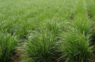 cyperus esculentus