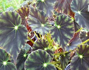 begonia mazae "nigricans"