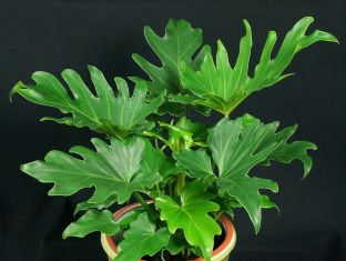 philodendron "little hope"